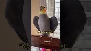 Cockatiel shows off his hearts wings #parrot #cockatiel #yumyumthetiel #bird #pet #cute