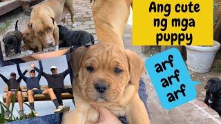 Before quarantine | Grocery | Playing with puppies | Umutot? sino? || V#27