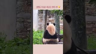 똑쟁이 푸바오가 대나무 먹는 방법  the way to have bamboo  cuttest panda fubao