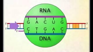 Chapter 4   Transcription