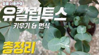 유칼립투스 키우기  유칼립투스 번식  Eucalyptus care