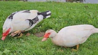 Beautiful muscovy duck