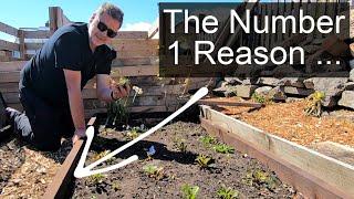 Gardening Advice | No 1 Reason Why Raised Beds Are So Great in Gardens and so easy to build