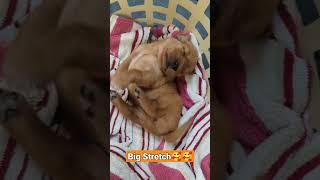 Cute golden retriever puppy stretching, but also LD is arguing with Susie in the background.  Oops.