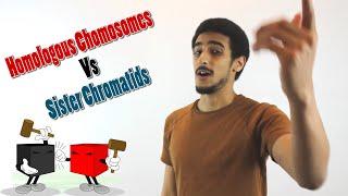 Homologous chromosomes Vs Sister Chromatids شرح بالعربي