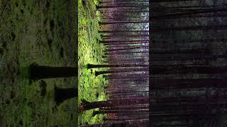 Forest  #ziedproduction #shortsyoutube #austria #النمسا #österreich #shorts #nature #forest