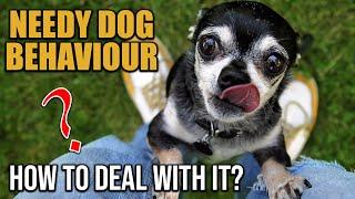 Dealing With Needy Dog Behavior?