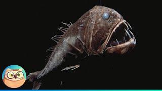 Deep Sea Creatures and How They Survive