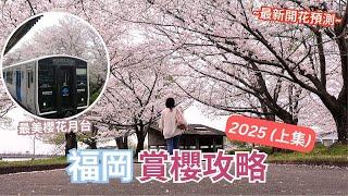 2025福岡賞櫻攻略 ︳最美櫻花月台 ︳700棵櫻花樹 本地人的櫻花公園 ︳2025最新開花預測