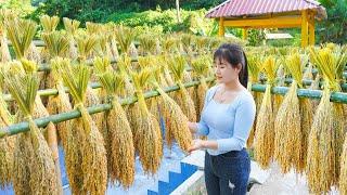 Harvesting Upland Rice And Drying, Preserving Upland Rice - The Farm Off Grid | My Bushcraft