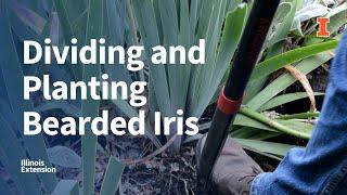 Dividing and Planting Bearded Iris | #GoodGrowing