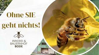  Was Bienen leisten & wie wir ihnen helfen können