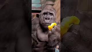 Man Changed into a real Gorilla In America got talent Show | Duo Schumacher #AGT#americagottalent