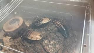 馬達加斯加蟑螂打架 Madagascar hissing cockroach fighting│猩巴達