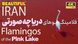 IRAN: Flamingos of the Pink Lake Maharlu / ایران زیبا: فلامینگوهای دریاچه صورتی،مهارلو