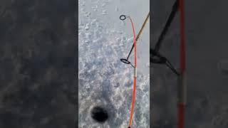Рыбалка на Байкале #шорст #друзья #nature #отдых #бурятия #fishing #северобайкальск