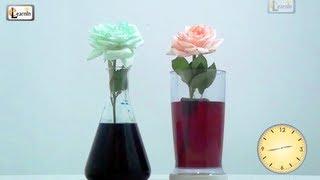 Colored flowers | Color changing flower experiment  | Science experiments for kids | Elearnin