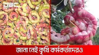 জংলীফল খইয়া বাবলা বিলুপ্তির পথে | DBC News Special