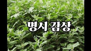 명시 감상 - 흔들리며 피는 꽃