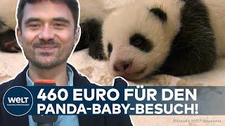 BERLIN: Exklusive Pandas - 460 Euro für einen Blick auf die süßen Zwillinge im Zoo – aber Vorsicht!