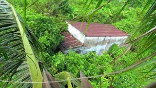 Resurrecting an Abandoned House in a Forest About to Be Swallowed