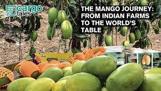 The mango journey: From Indian farms to the world’s table