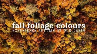 Fall Foliage colours  Autumn at our cabin | DJI 2 Mini, Fujifilm X-T3 & Canon EOS M50