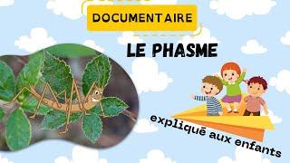 Le phasme - Documentaire animalier pour les enfants - Sciences ludiques Fiches GRATUITES à imprimer