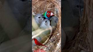 Gouldian Finch Breeding | Bird Chicks Development from eggs to adults | From 0 to 24 days | Sounds