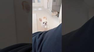 【インスタ17万回再生】【しゃべる犬】あるぅ⤴︎   #short #チワワ #癒し #かわいい犬 #ほのぼの #ほっこり
