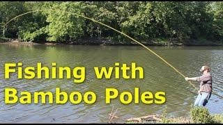 Fishing with 30' bamboo poles - pole fishing for carp