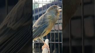 canary sounds | bird sound #birds #animals #canary #funnyanimals