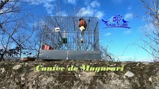 Cantec de Mugurari - пение снегиря-Bullfinch call