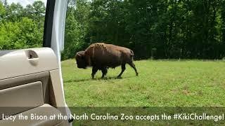 North Carolina Zoo Bison #KikiChallenge #InMyFeelingsChallenge