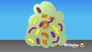 Biofilm Formation | Whiteley Medical