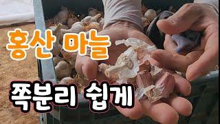 마늘 쪽분리 쉽게 하는법 #홍산마늘 종구