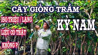 Cây giống Trầm Kỳ Nam | giá Trầm Hương Kỳ Nam thời điểm hiện tại bao nhiêu 0946 301 497