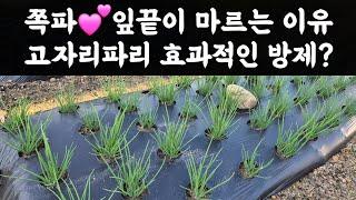 쪽파 잎끝이 마르는 이유? 고자리파리 효과적인 방제방법?