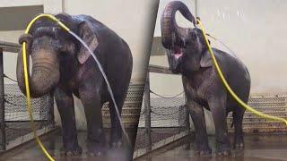 Asian Elephant Taught Itself How to Shower Using a Hose