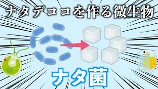 【ゆっくり解説】ナタデココを作る微生物、ナタ菌