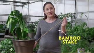 How to Stake a Pepper Plant