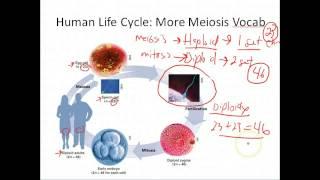 Biology: Meiosis (9.5-Biology: Exploring Life)