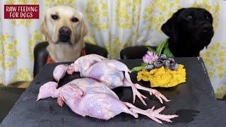 【ASMR】 Dogs eating Raw Meats