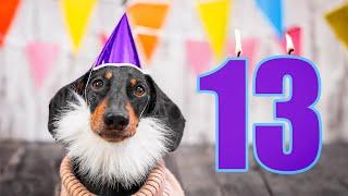 Doxie Din celebrates his 13th birthday!