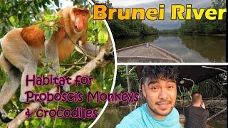 Wild Brunei: Crocodiles & Proboscis Monkeys