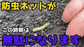 【目撃】この時期に防虫ネットがほぼ役割を持たない理由についてお話しします。【家庭菜園】