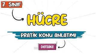 Hücre | 7. Sınıf