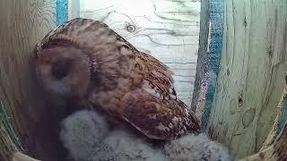 Tawny Owlet dinnertime