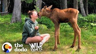 Family Brings Baby Moose Twins Into Their House — See What Happens Next! | The Dodo Wild Hearts