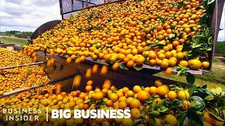 Why Florida Oranges Had The Worst Harvest Since World War II | Big Business | Insider Business